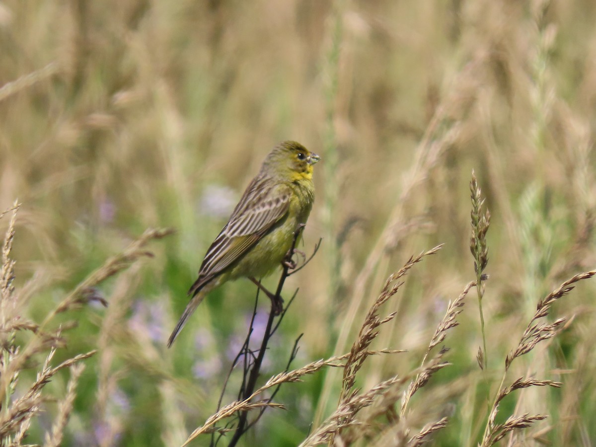 Grassland Yellow-Finch - ML280236051