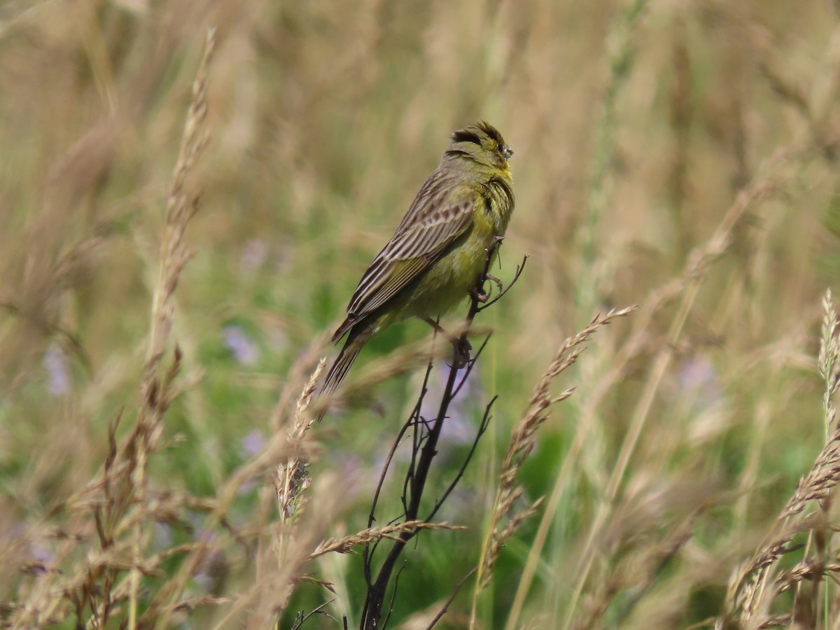 Grassland Yellow-Finch - ML280236061