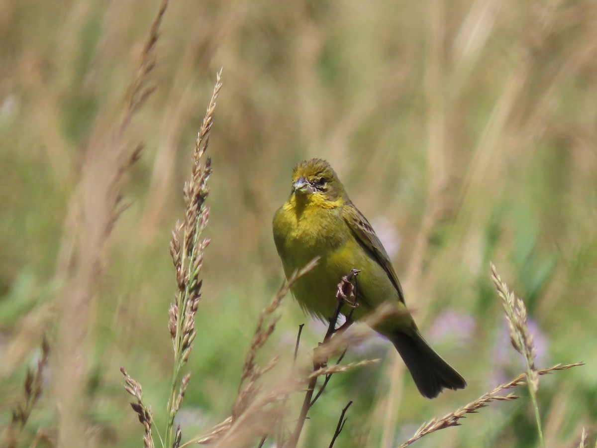 Grassland Yellow-Finch - ML280236071