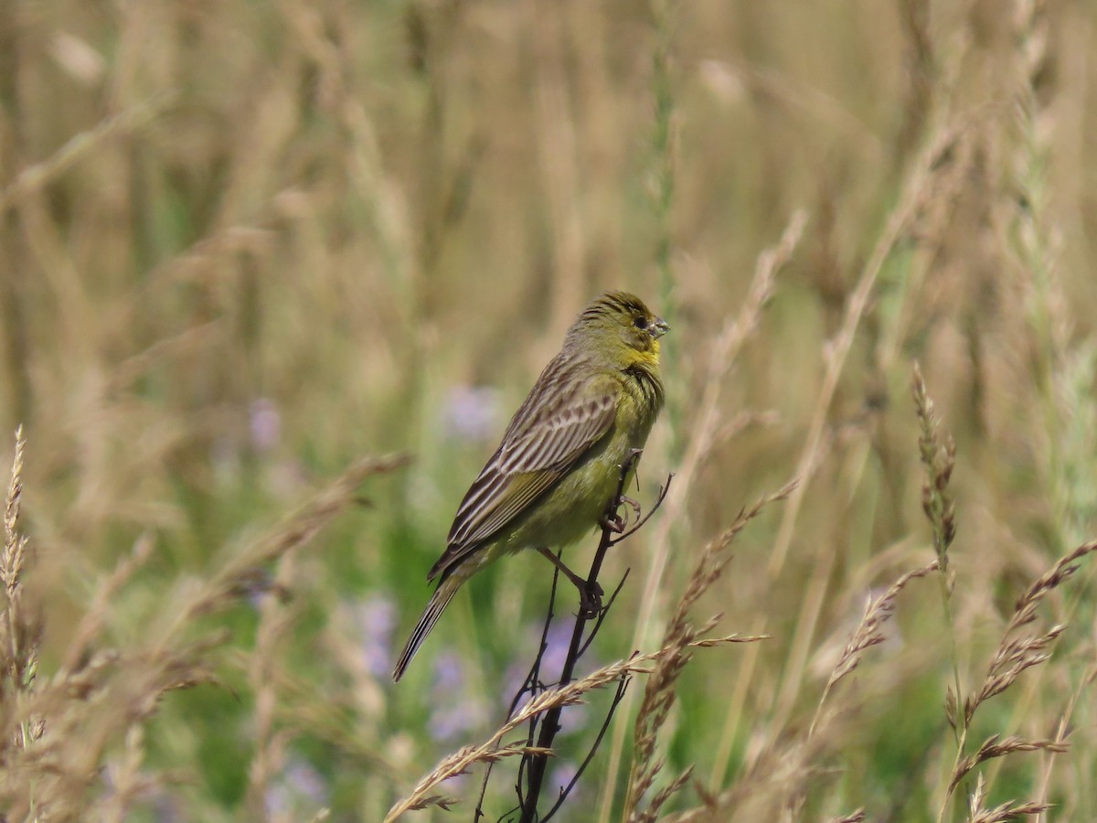 Grassland Yellow-Finch - ML280236081