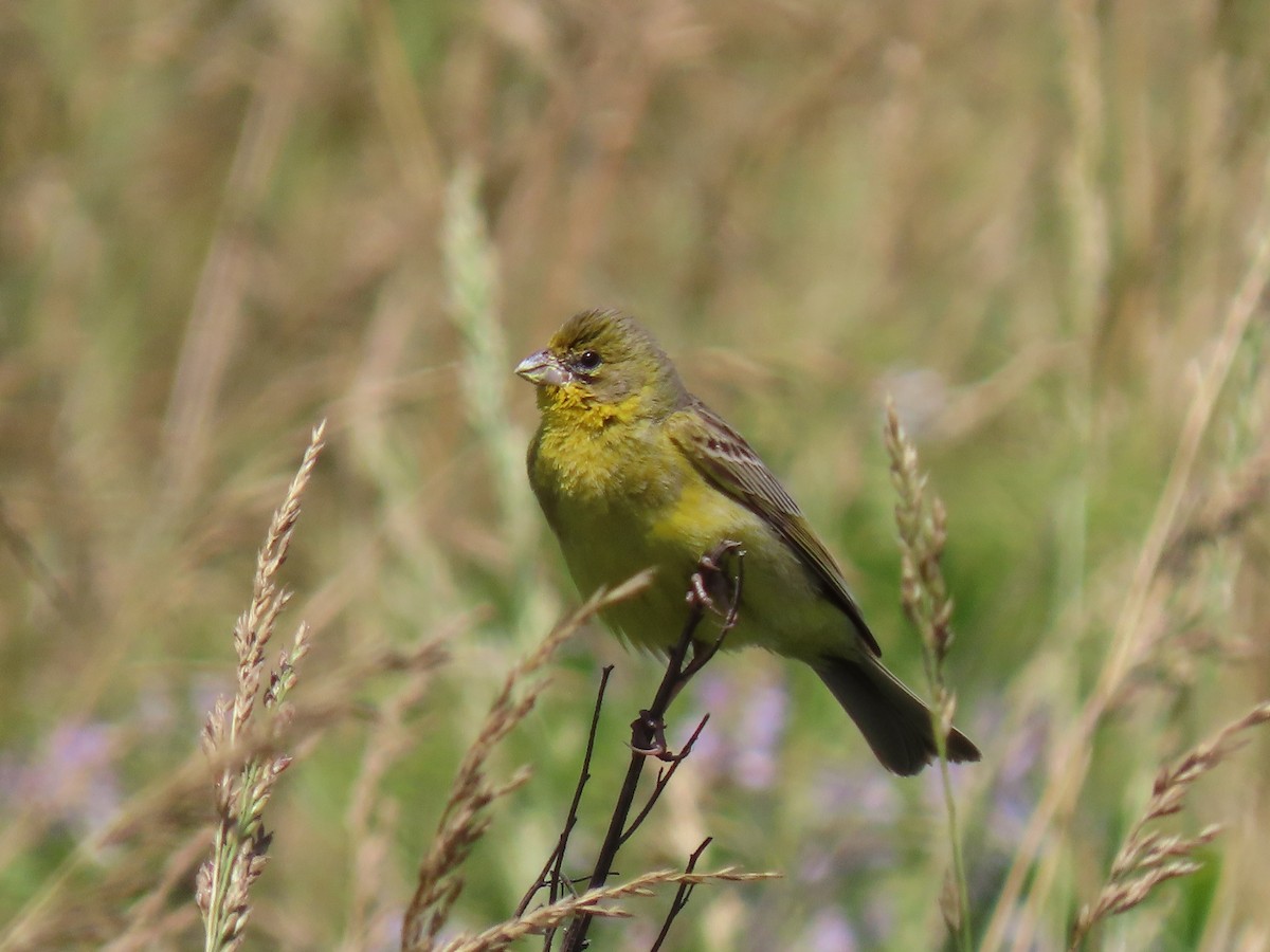 Grassland Yellow-Finch - ML280236111