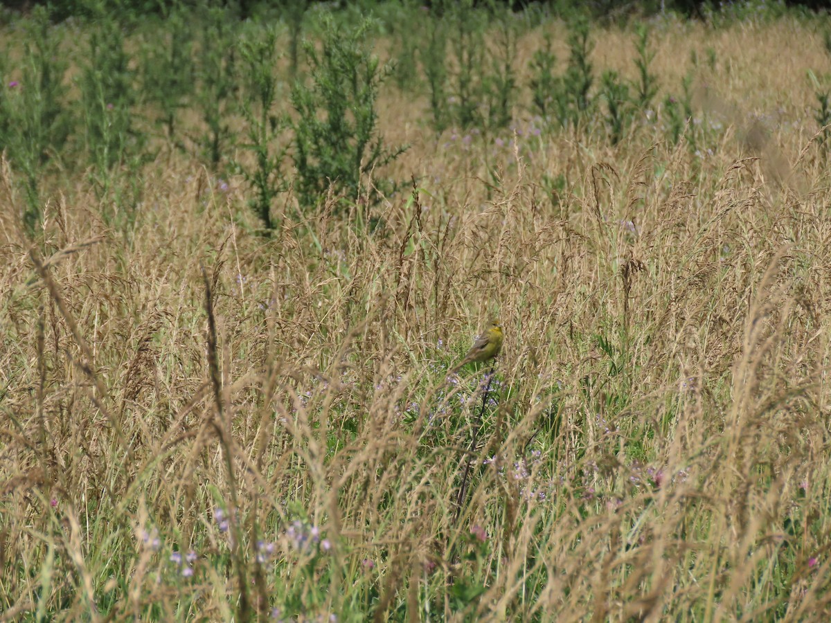 Grassland Yellow-Finch - ML280236151