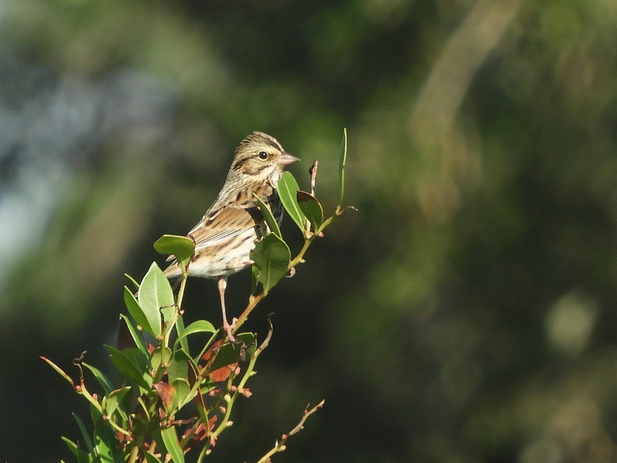 Savannah Sparrow - ML280236951