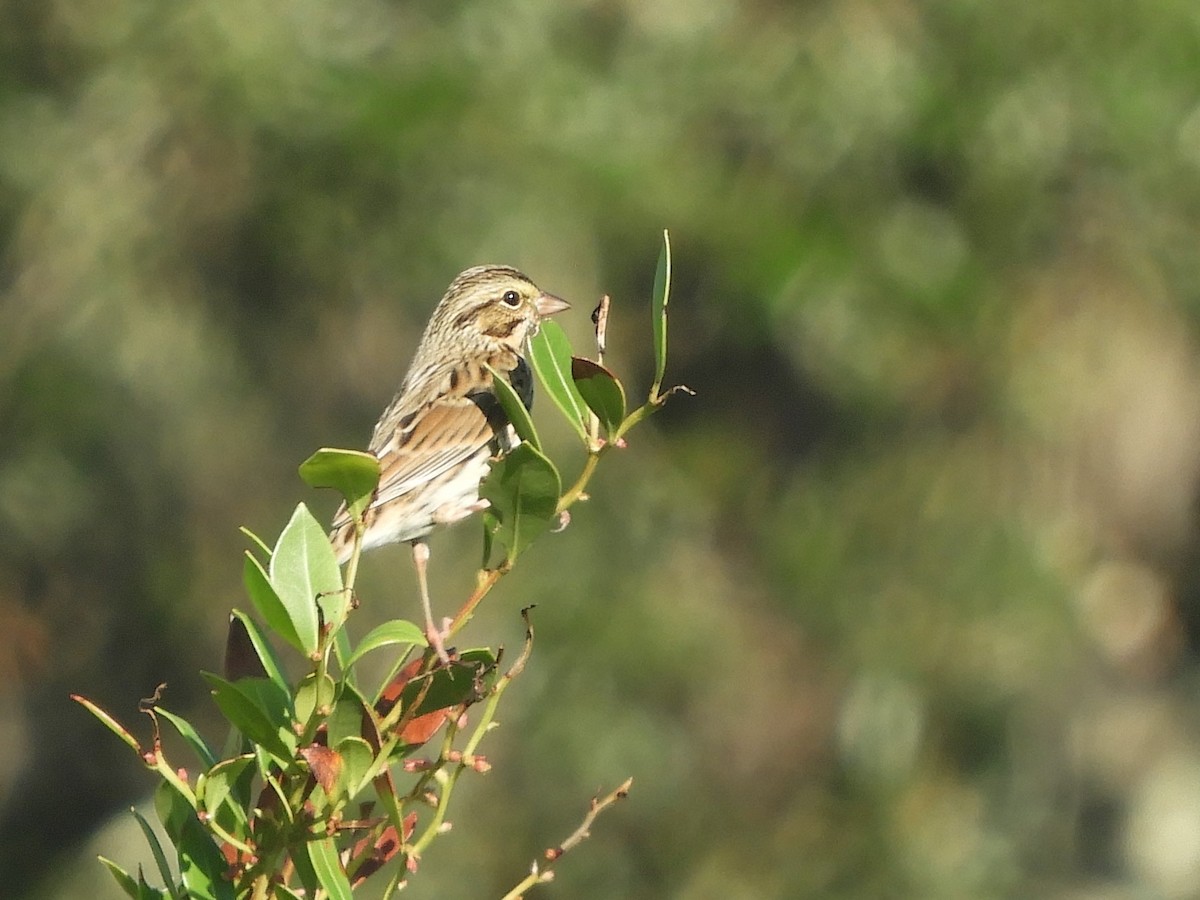 Savannah Sparrow - ML280236981