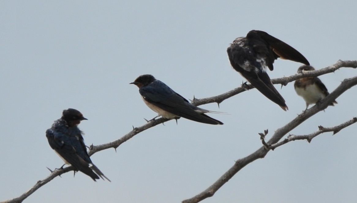 Barn Swallow - ML280237061