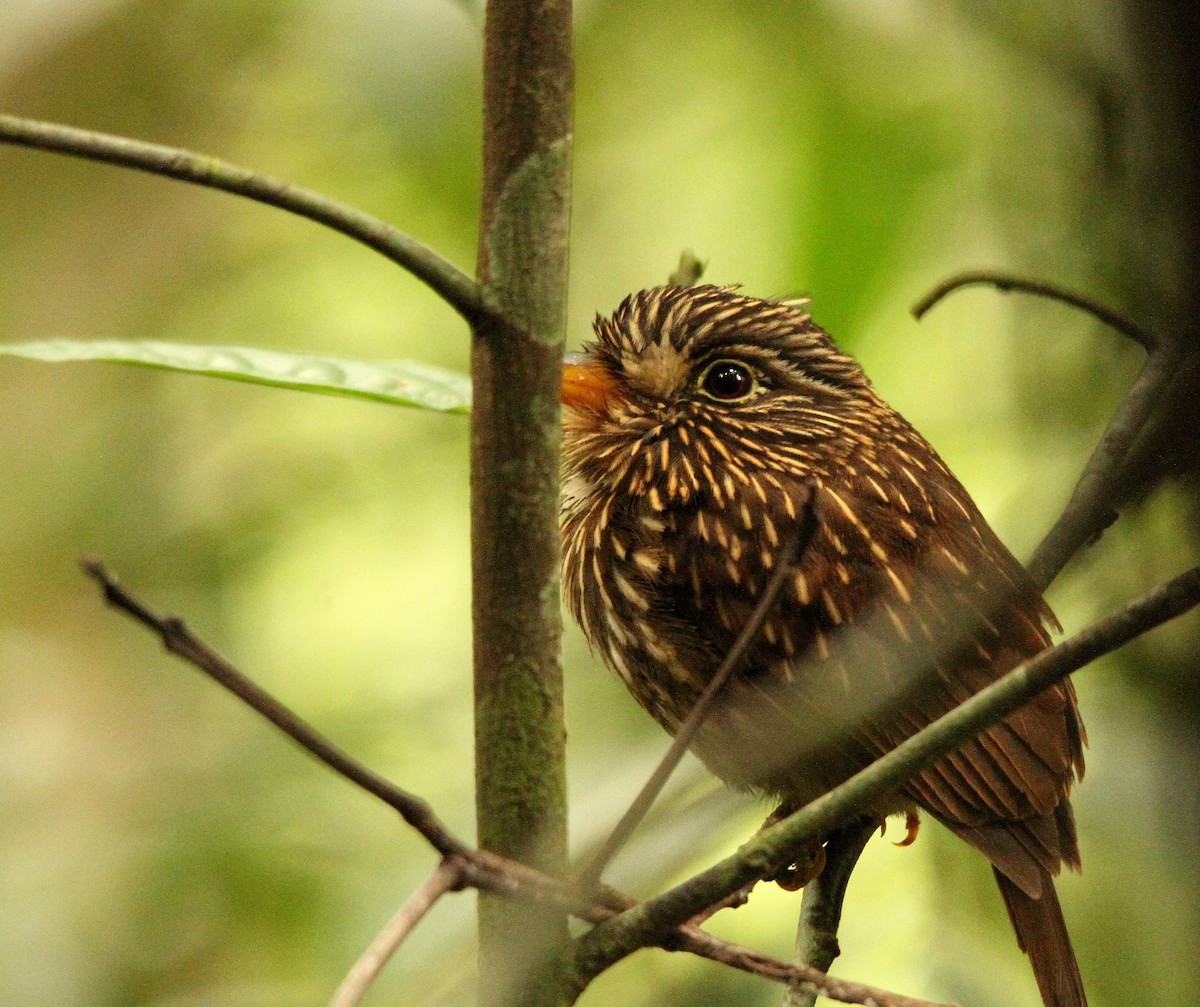 White-chested Puffbird - Paul Lenrumé