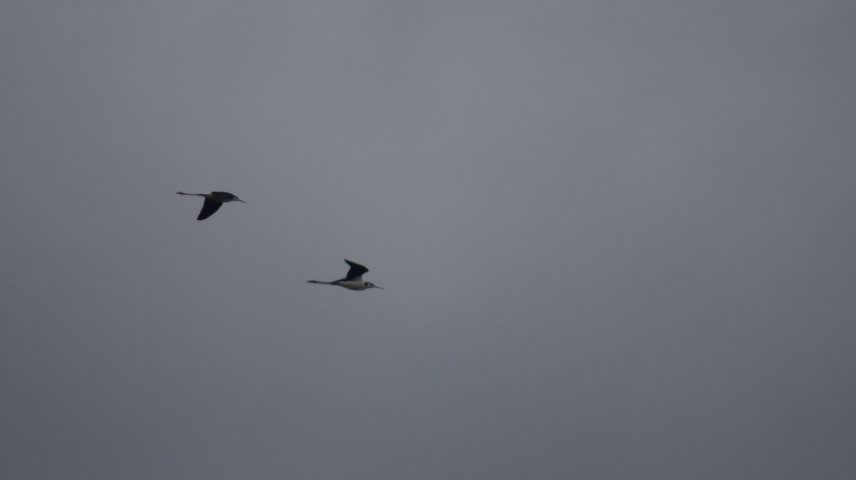 Black-necked Stilt - ML280238901