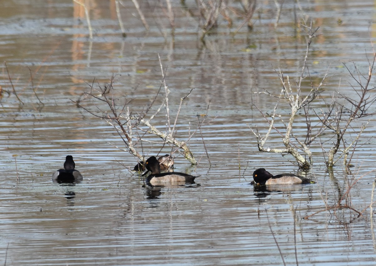 Ring-necked Duck - ML280239201