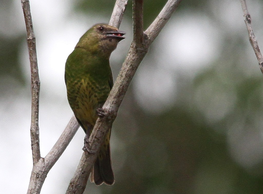 Swallow Tanager - ML280241421