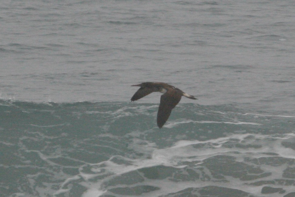 Blue-footed Booby - ML280242761