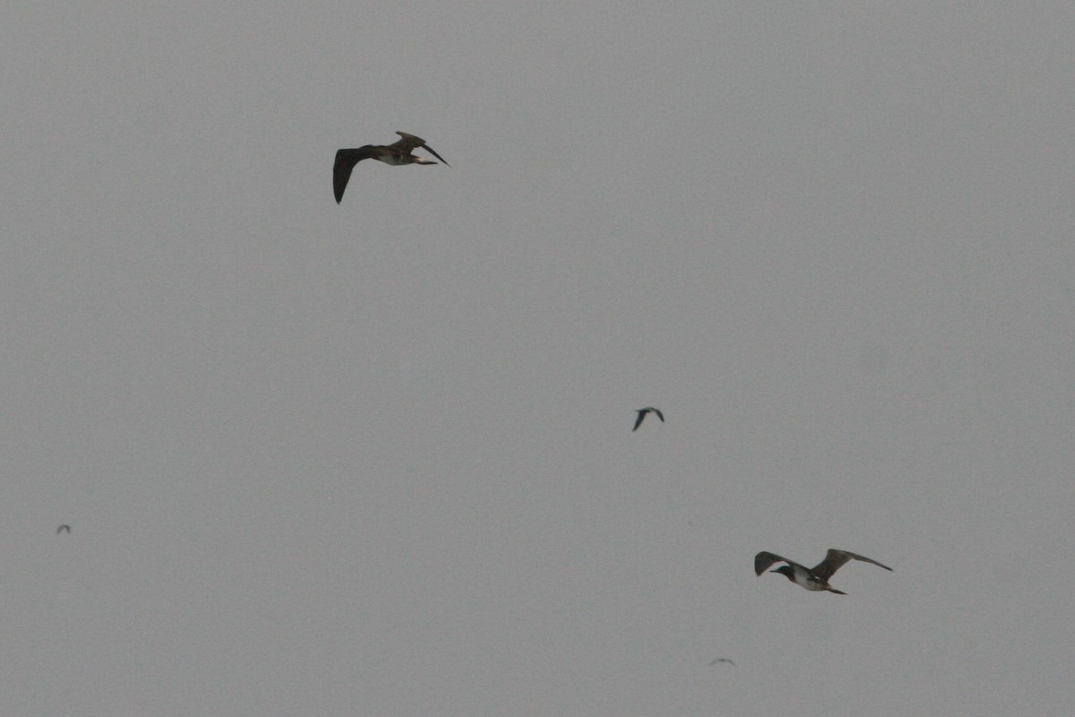 Blue-footed Booby - ML280242821