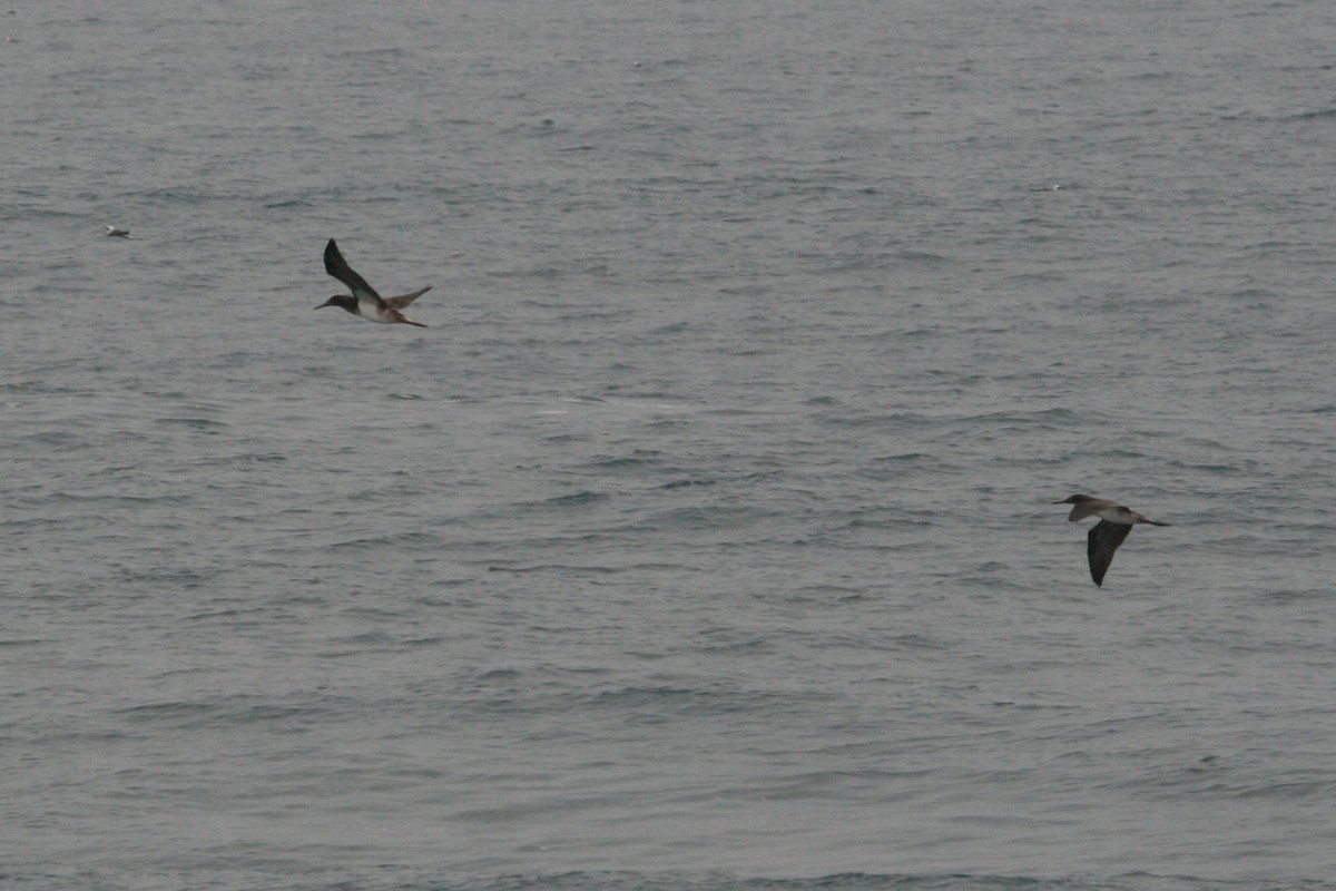 Blue-footed Booby - ML280242831