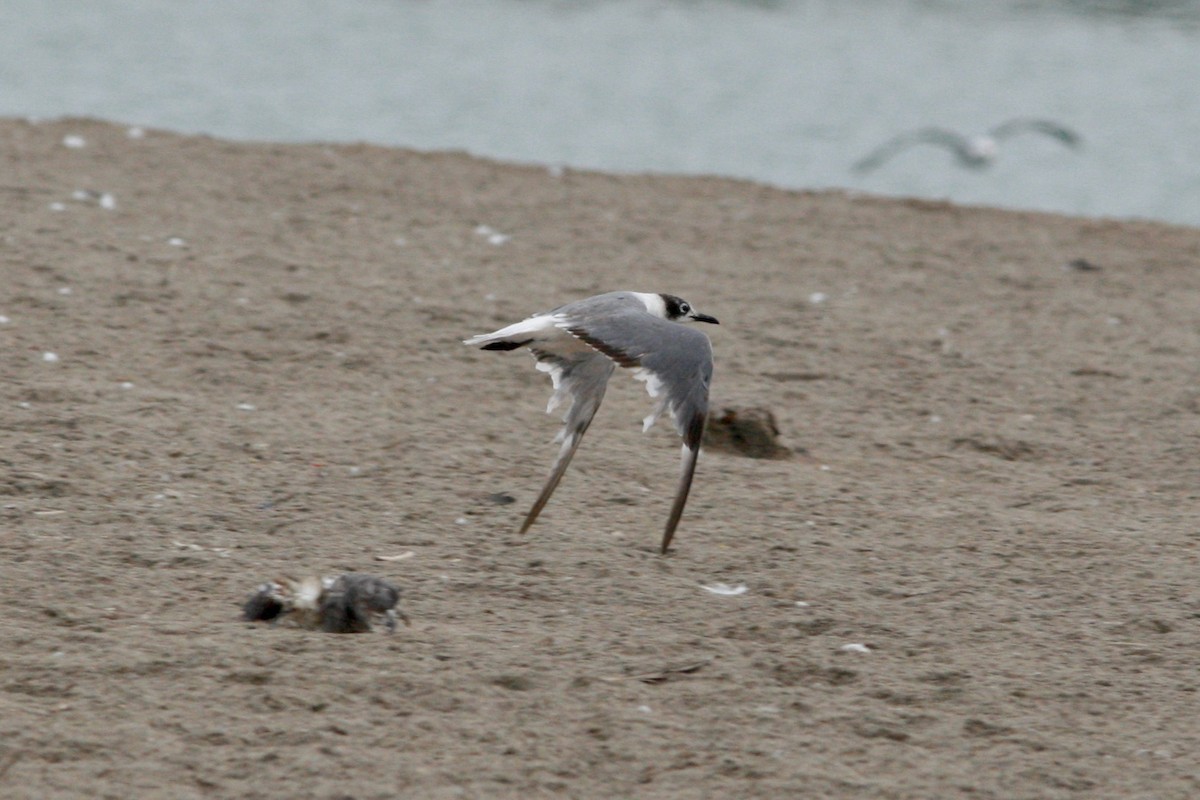 Mouette de Franklin - ML280242891