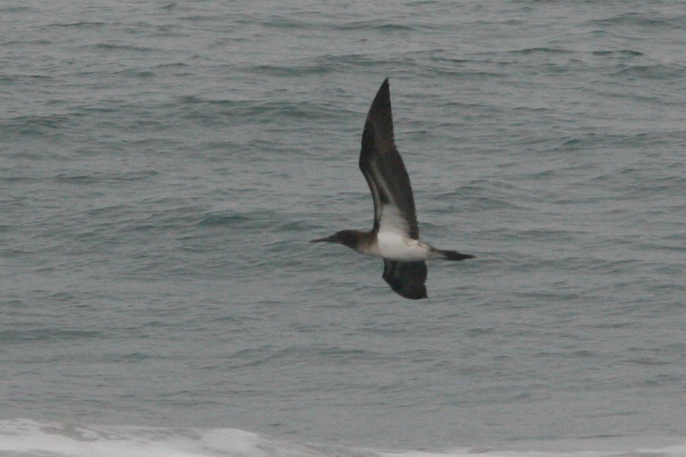 Blue-footed Booby - ML280243191