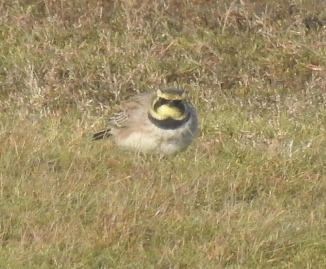 Horned Lark - ML280243921