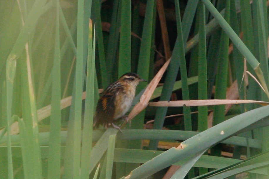 Wren-like Rushbird - Oscar Johnson