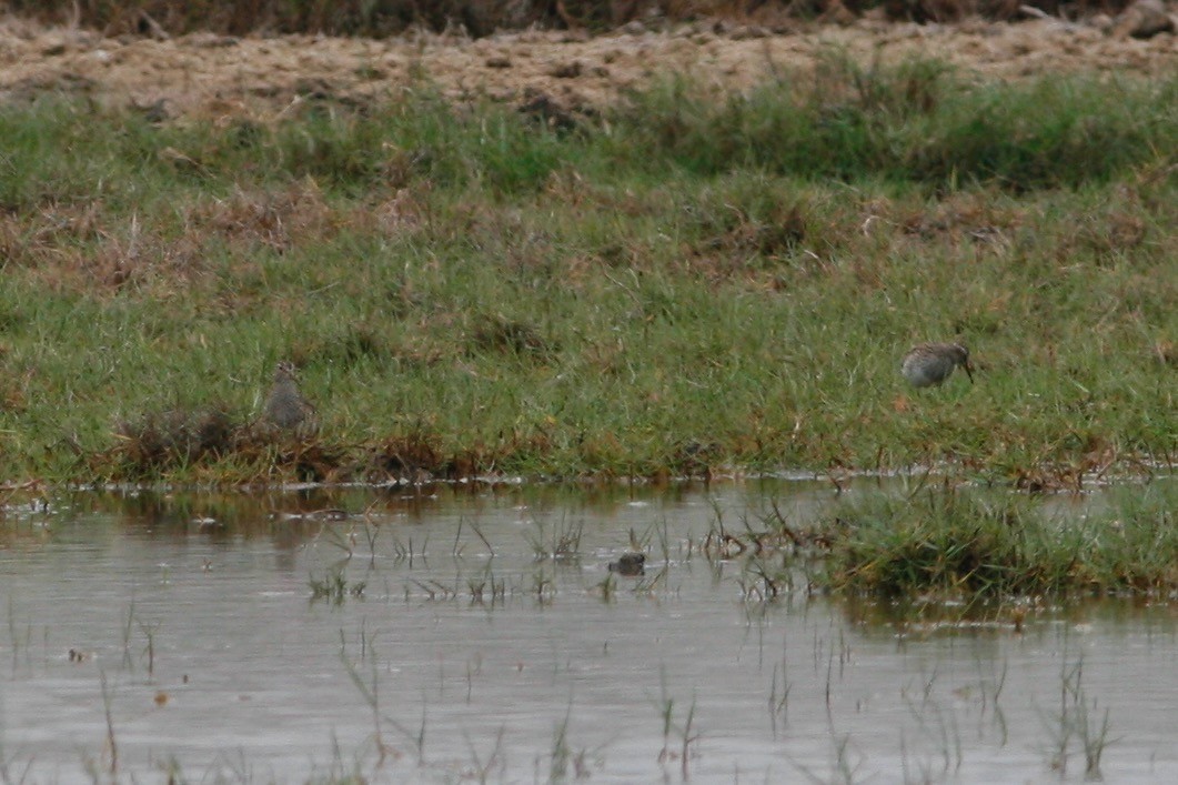 Bécasseau à poitrine cendrée - ML280244111