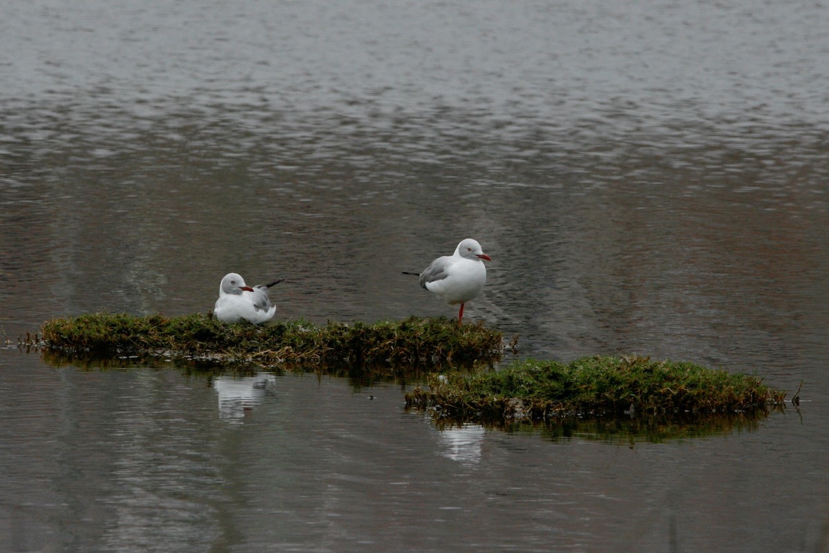 Mouette à tête grise - ML280244451