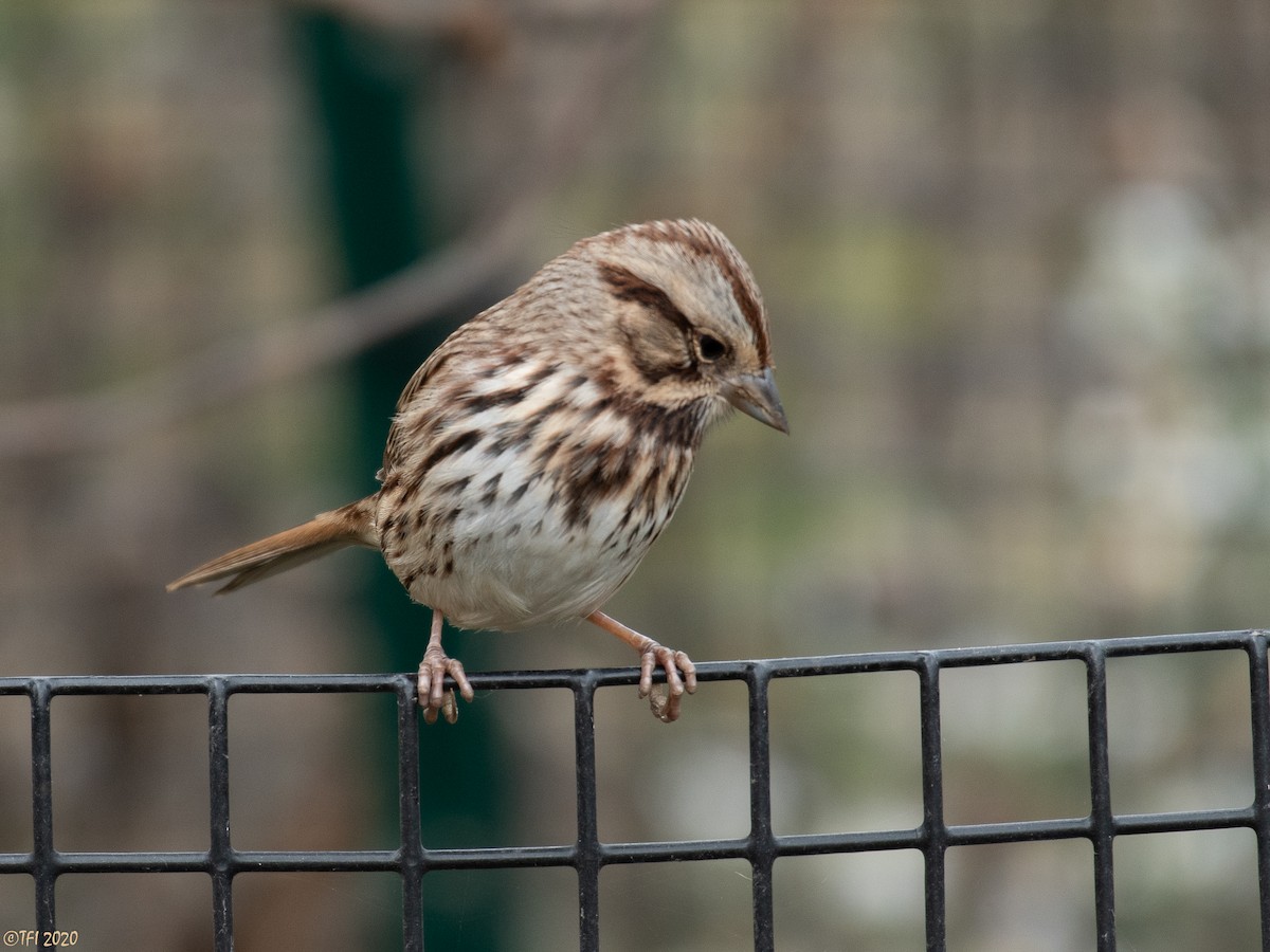 Song Sparrow - ML280244581