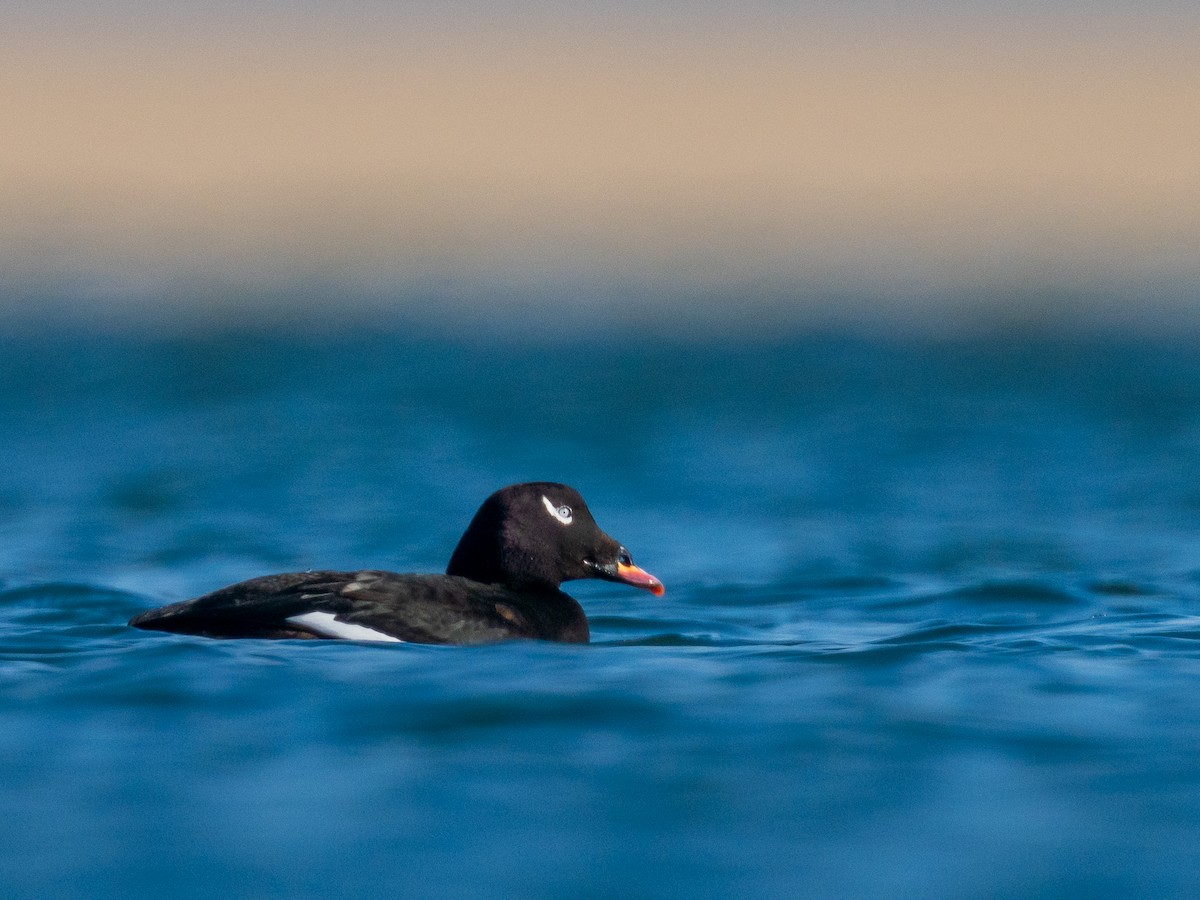 White-winged Scoter - ML280244801