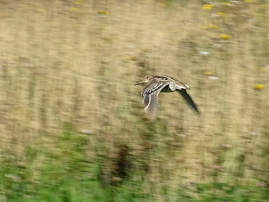 Great Snipe - ML280247031