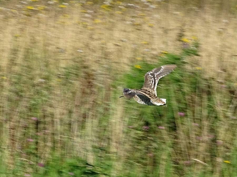 Great Snipe - ML280247041