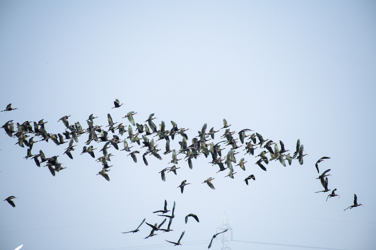 Glossy Ibis - Ratul Singha