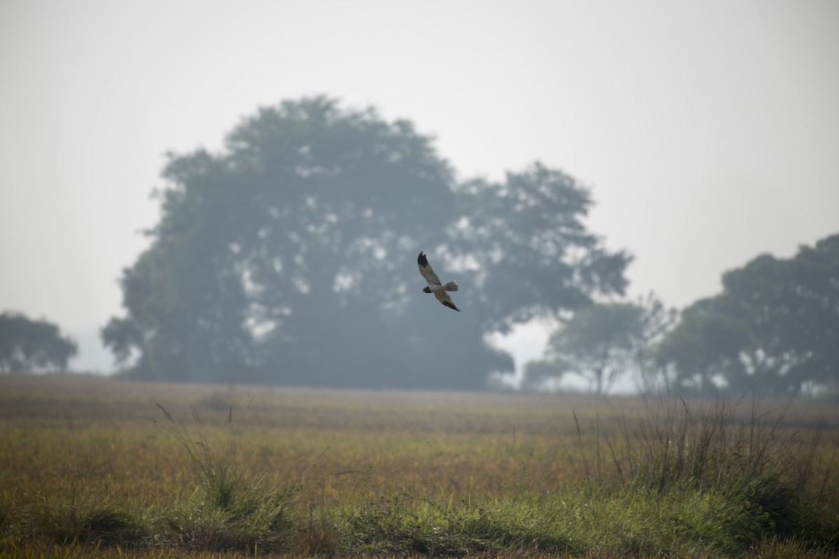 Pied Harrier - Ratul Singha