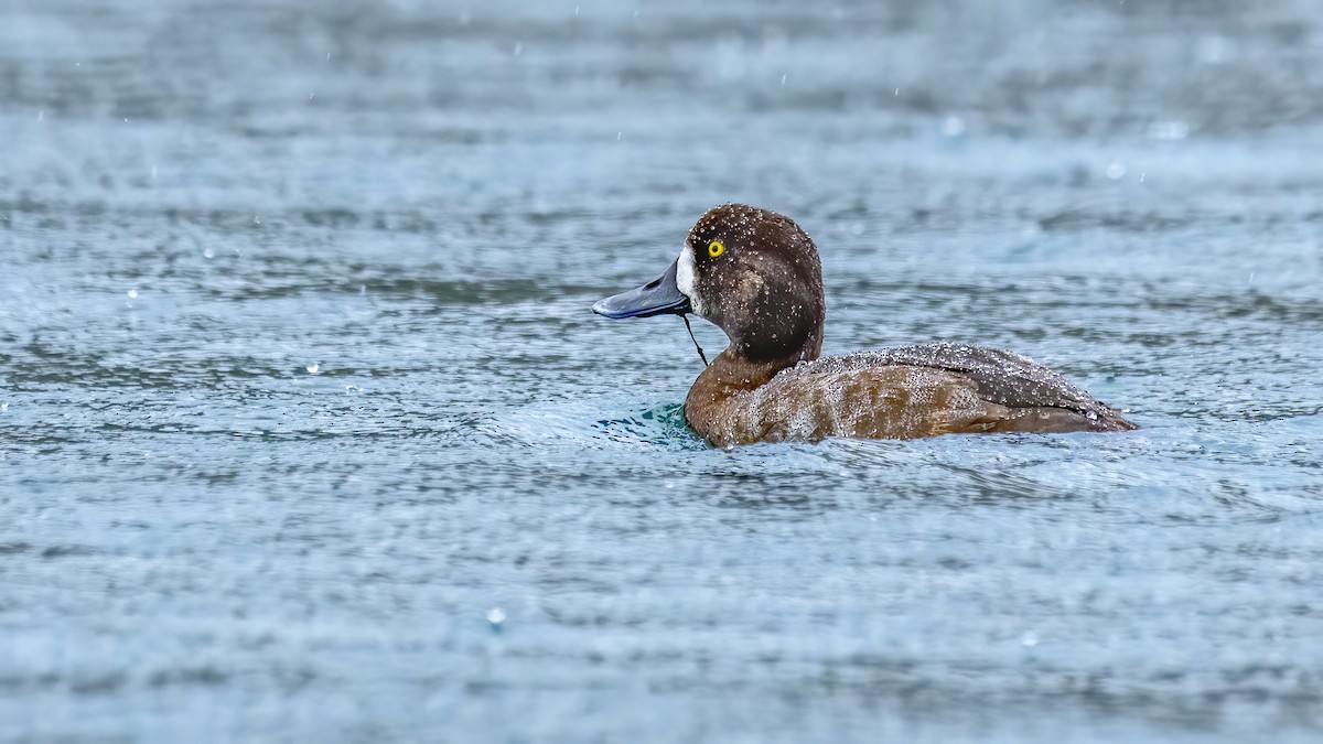Greater Scaup - ML280249591