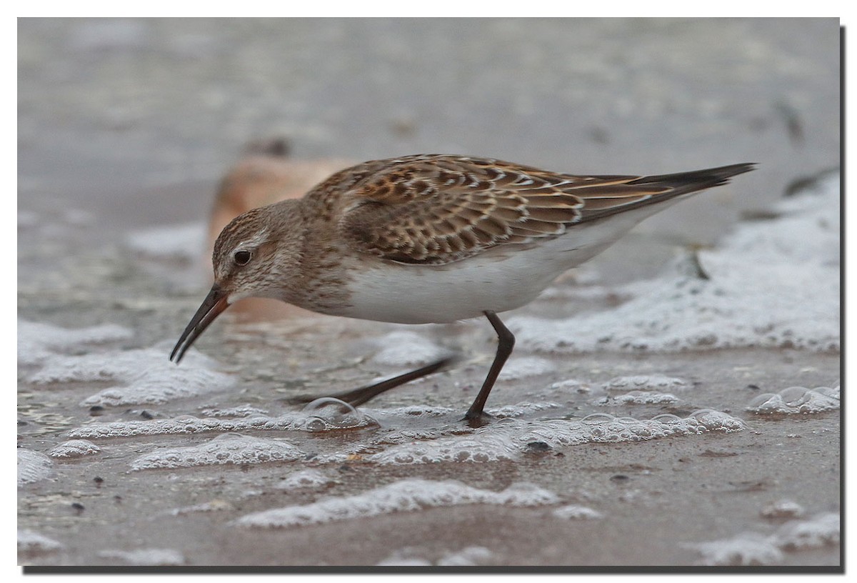 White-rumped Sandpiper - ML280249601