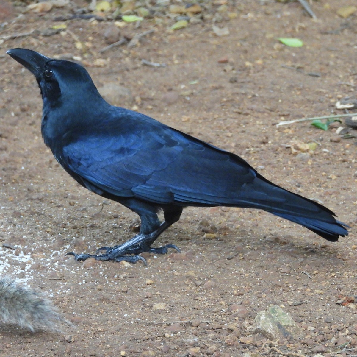 Large-billed Crow - Nicholas Iyadurai