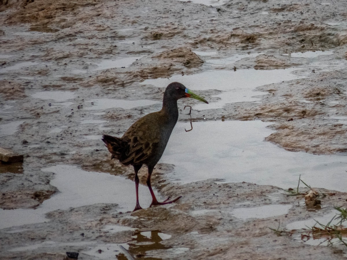 Plumbeous Rail - ML280251951