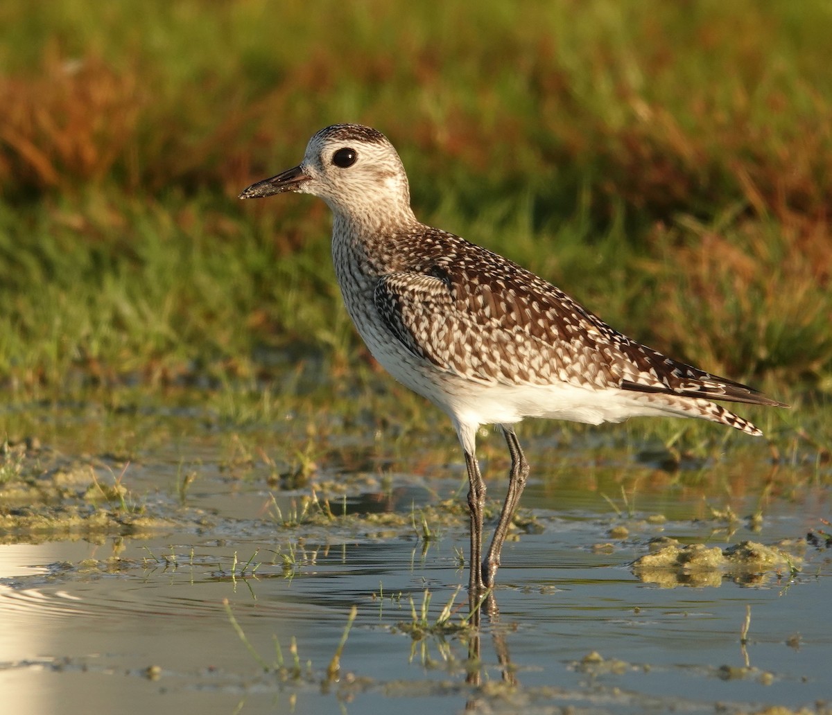 Black-bellied Plover - Kathryn Young