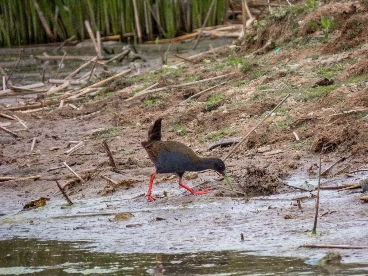 Plumbeous Rail - ML280252621