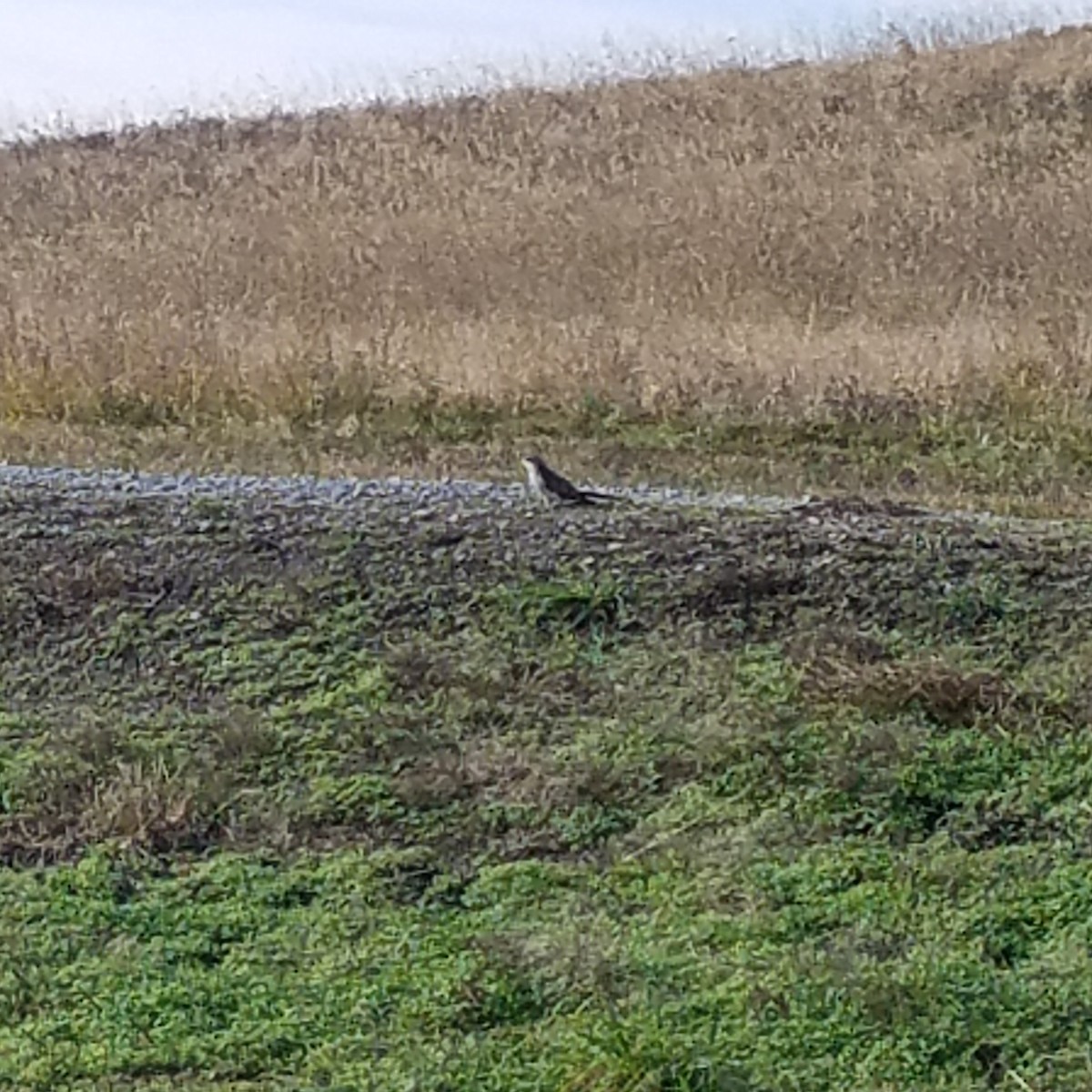 Yellow-billed Cuckoo - ML280253951