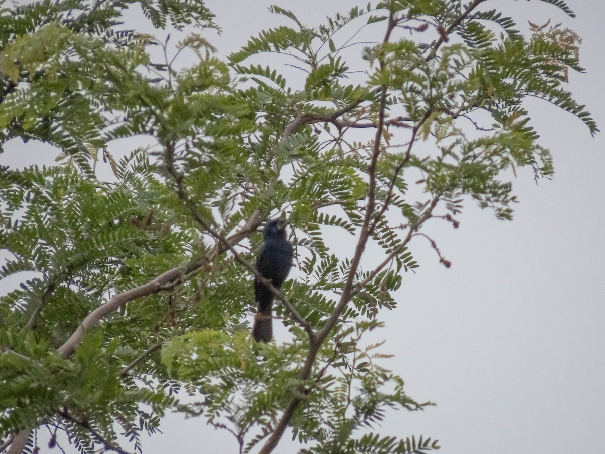 Ultramarine Grosbeak - ML280254001