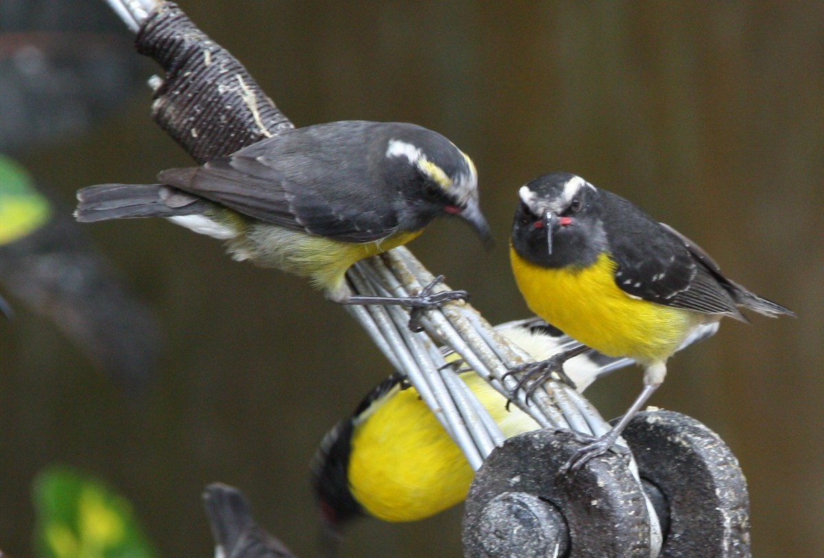 Bananaquit - Ben Taylor