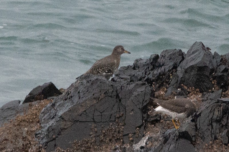 Surfbird - Joel Brady-Power