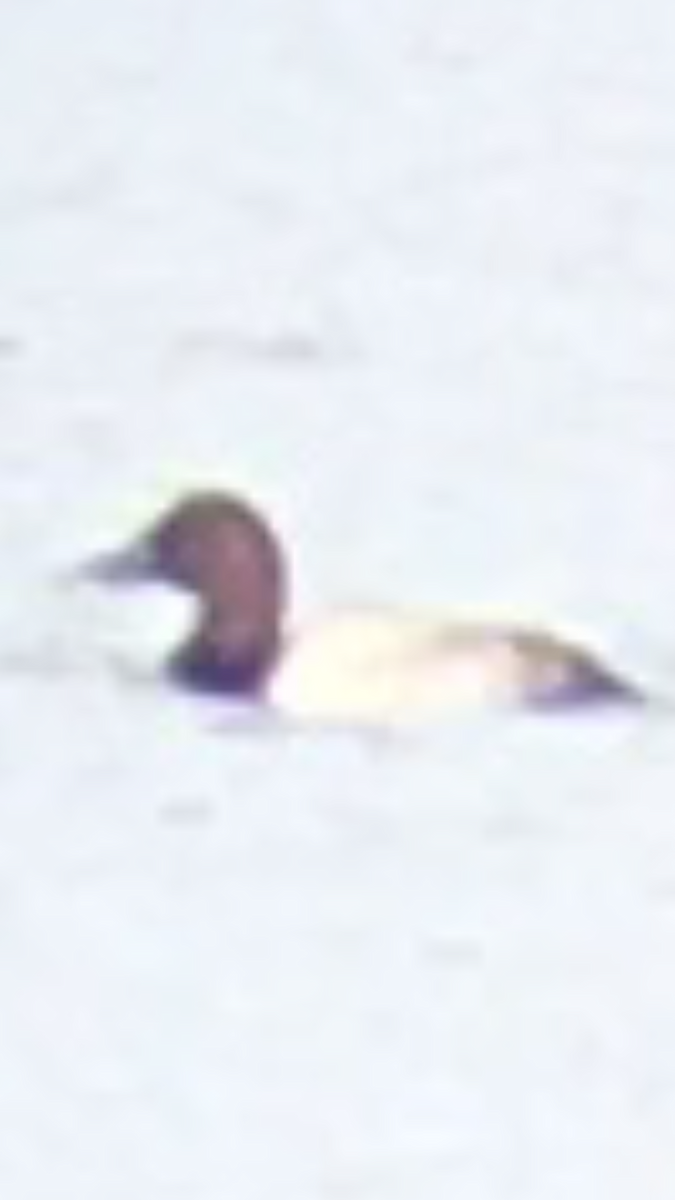 Canvasback - ML280259201