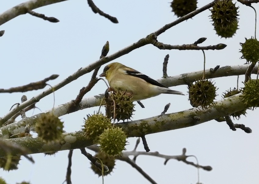 American Goldfinch - ML280262141