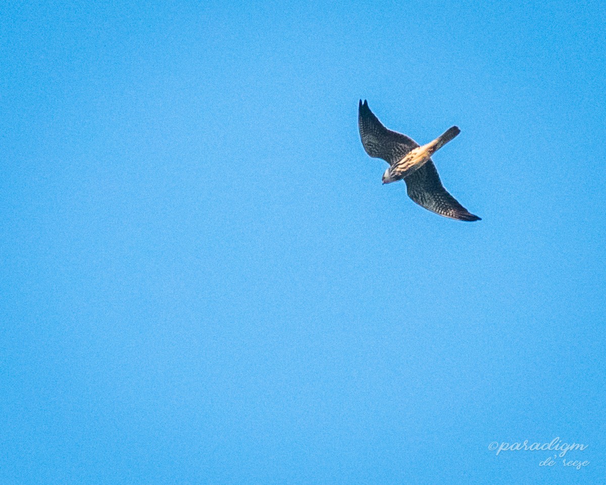 Amur Falcon - ML280262681