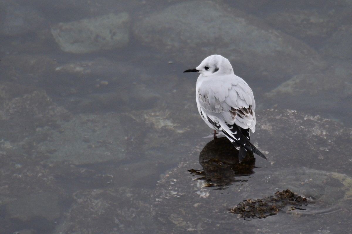 Bonaparte's Gull - Will Brooks