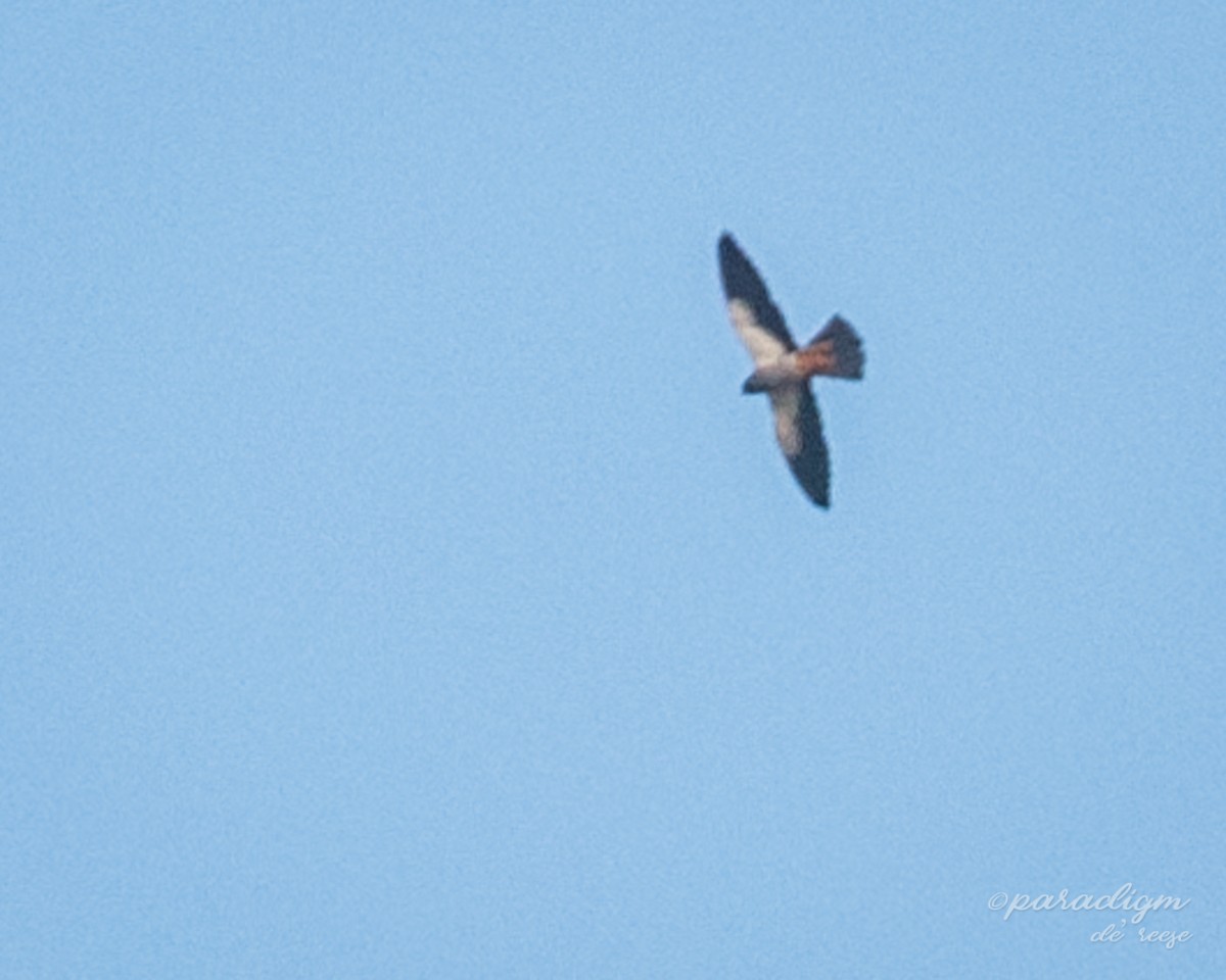 Amur Falcon - ML280264811