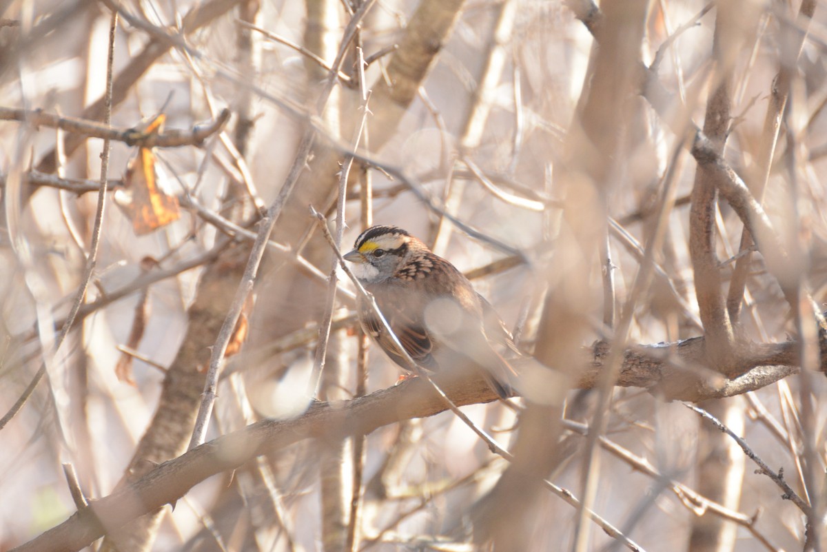 White-throated Sparrow - ML280265211