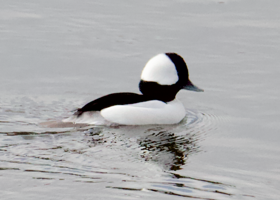 Bufflehead - ML280265231