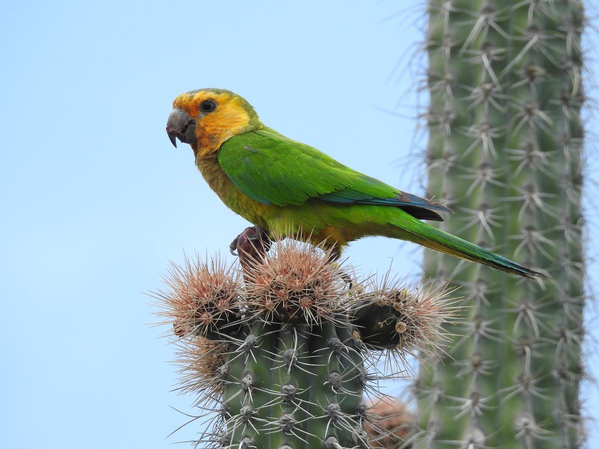 Brown-throated Parakeet - Jorge Ellis