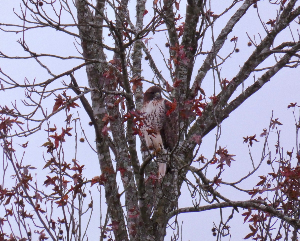 Red-tailed Hawk - ML280267531