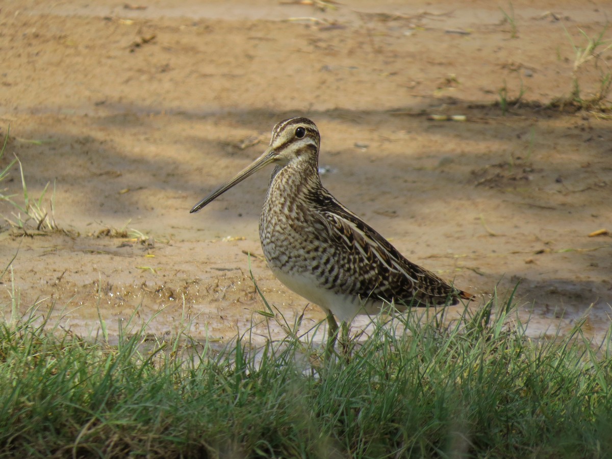 Common Snipe - Mark Smiles