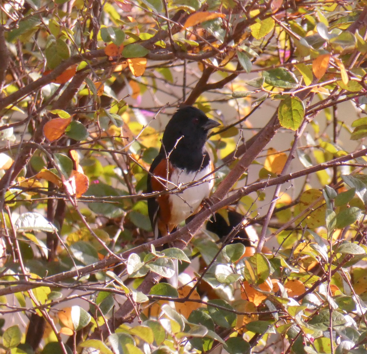 Eastern Towhee - ML280267951
