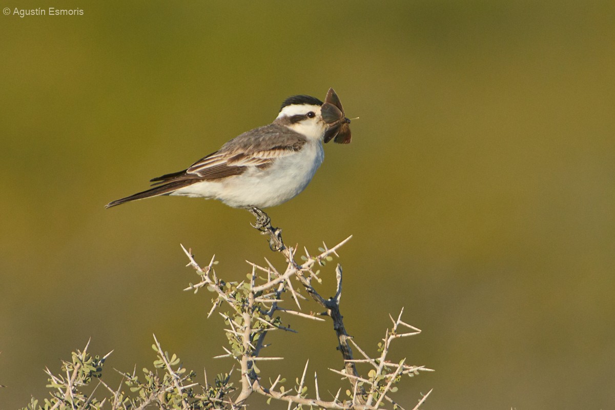 Black-crowned Monjita - ML280268051